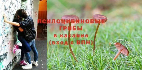 PSILOCYBIN Аркадак